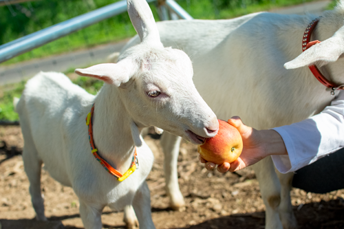 ヤギにはぶきのりんごをあげています